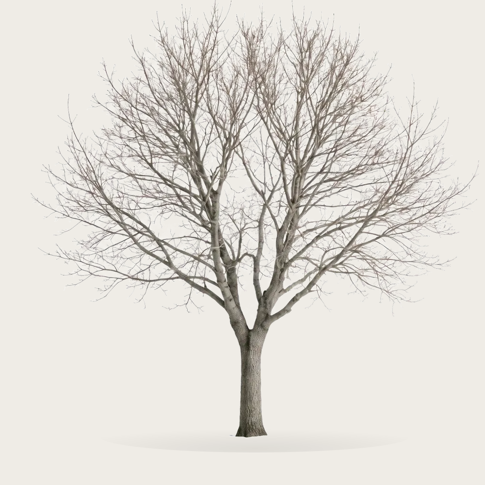 Tree #00213