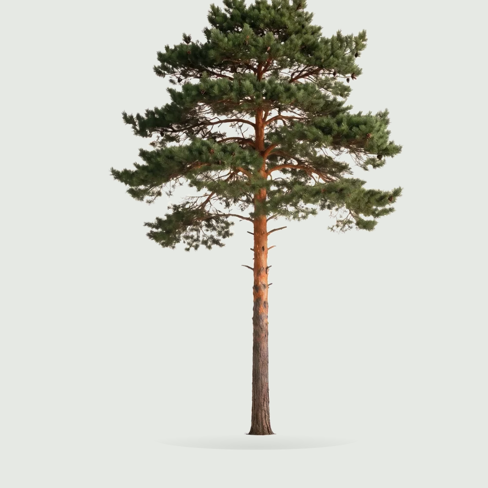 Tree #00023 — Pine