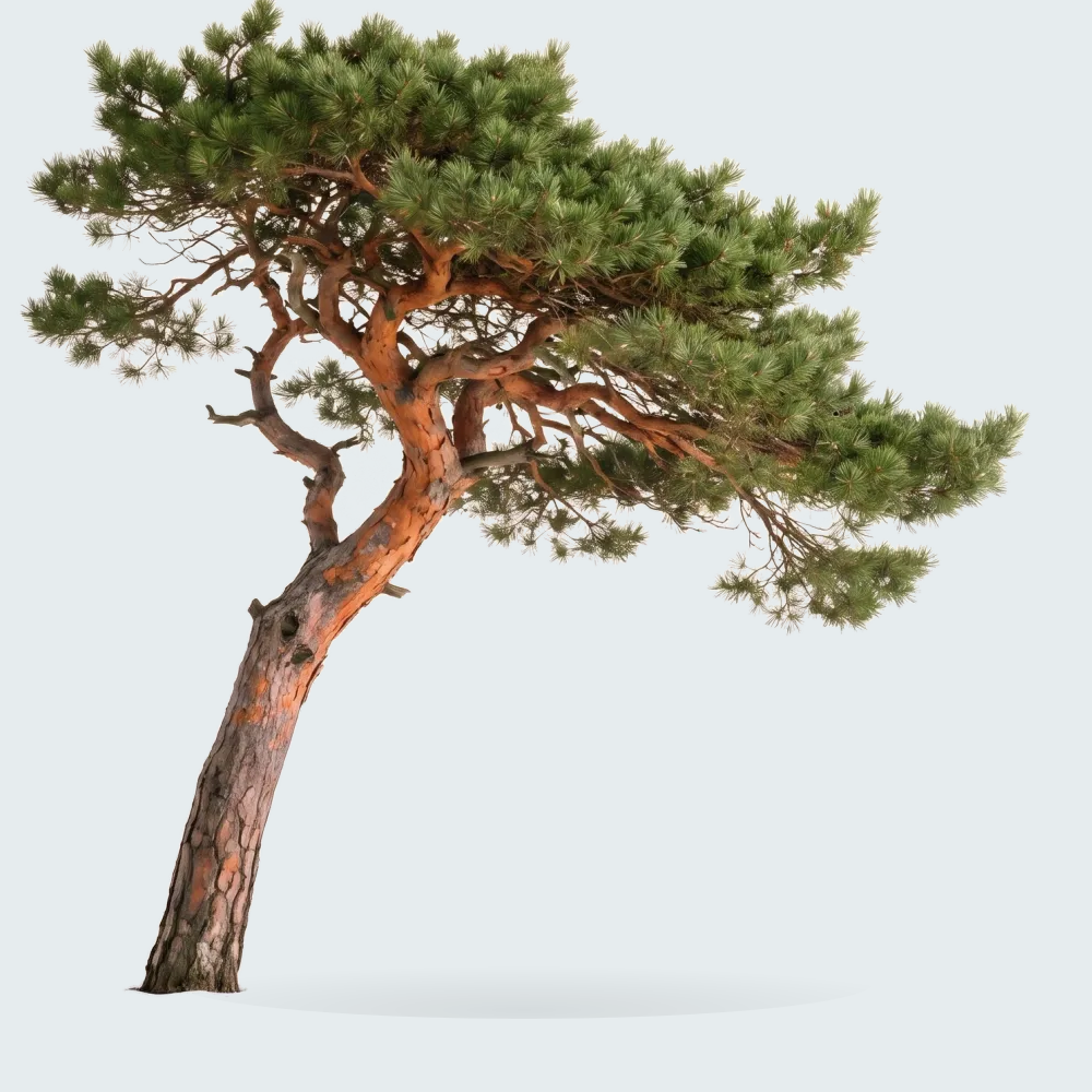 Tree #00221