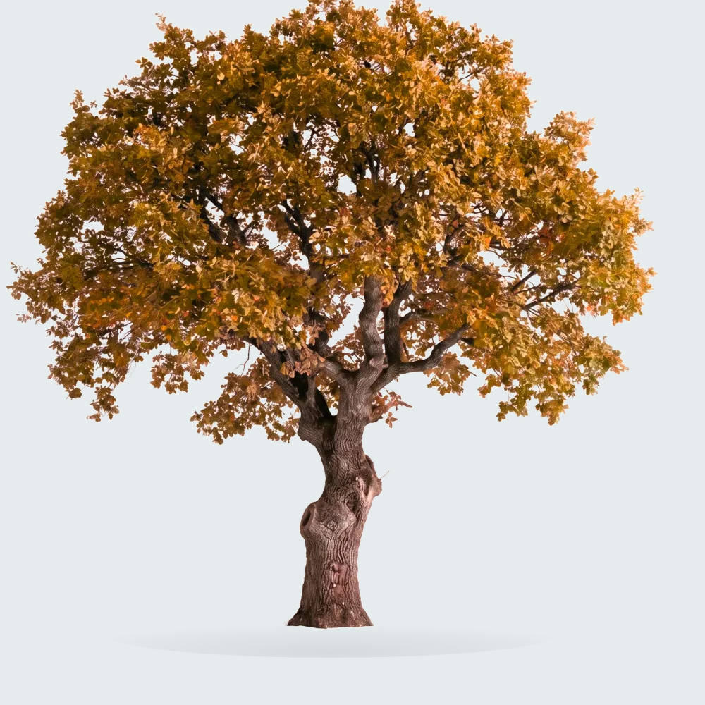 Tree #00222