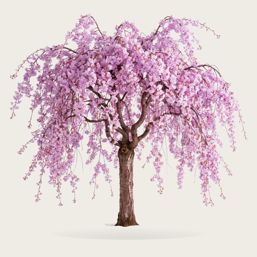 Tree #00223