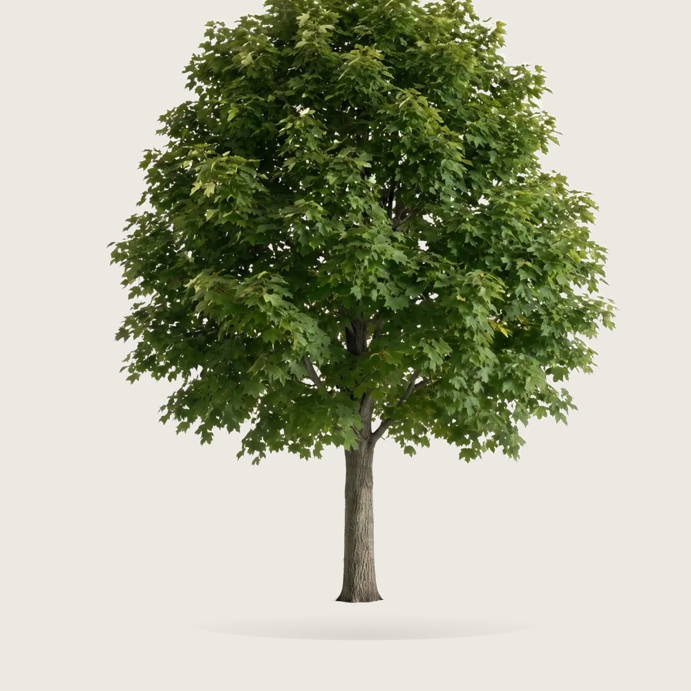 Tree #00228