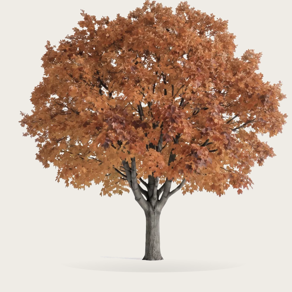 Tree #00229