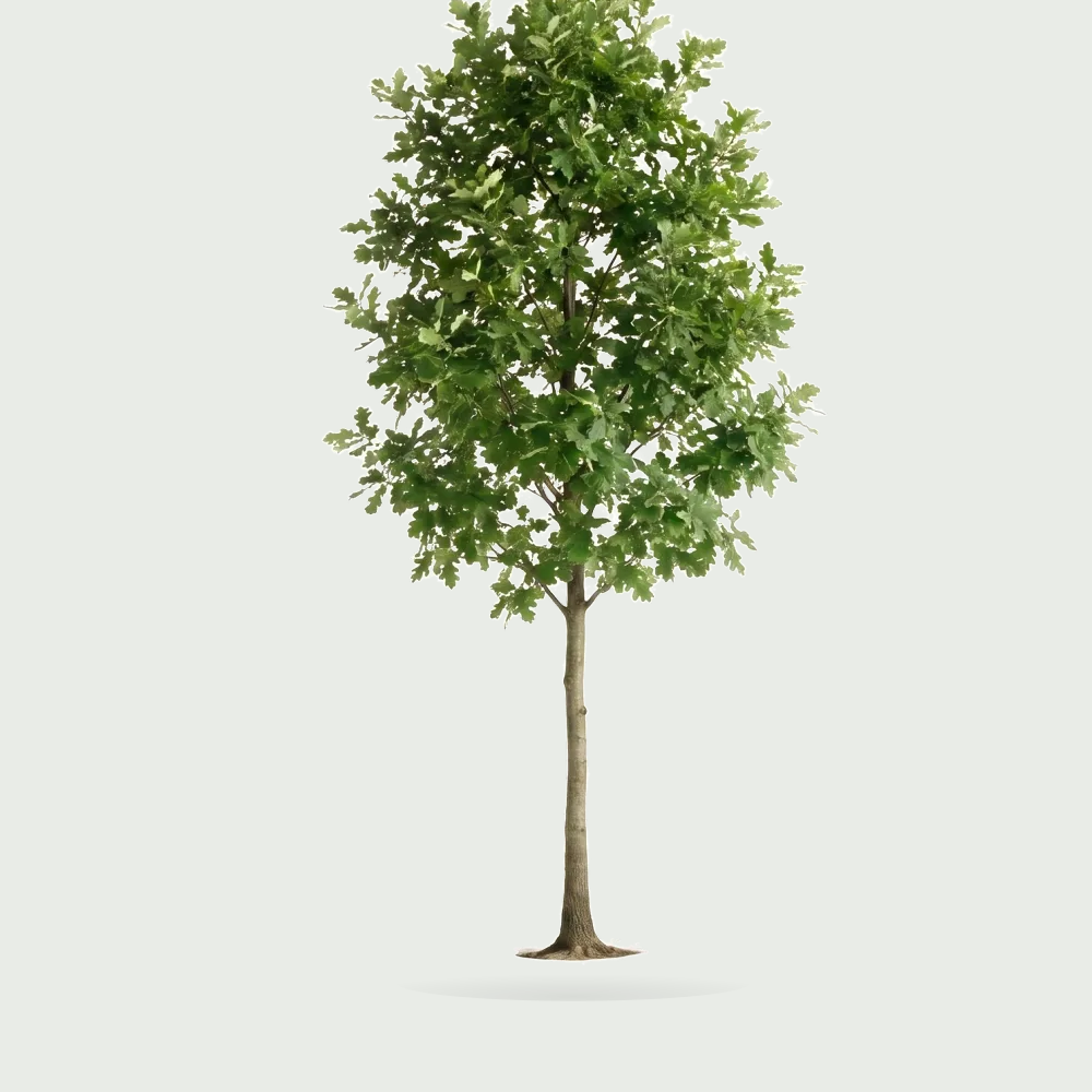 Tree #00232
