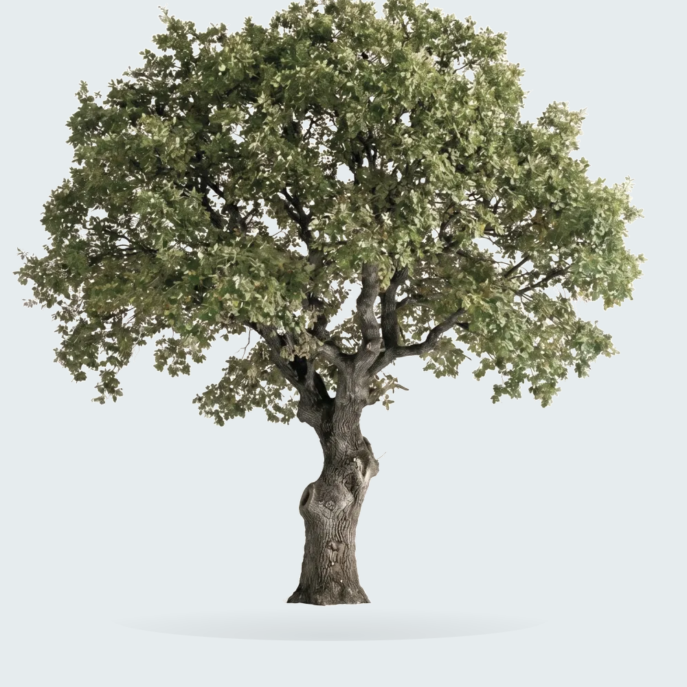 Tree #00233