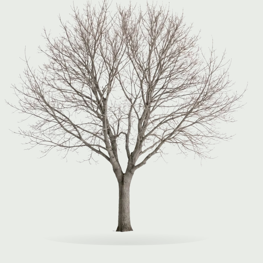 Tree #00237
