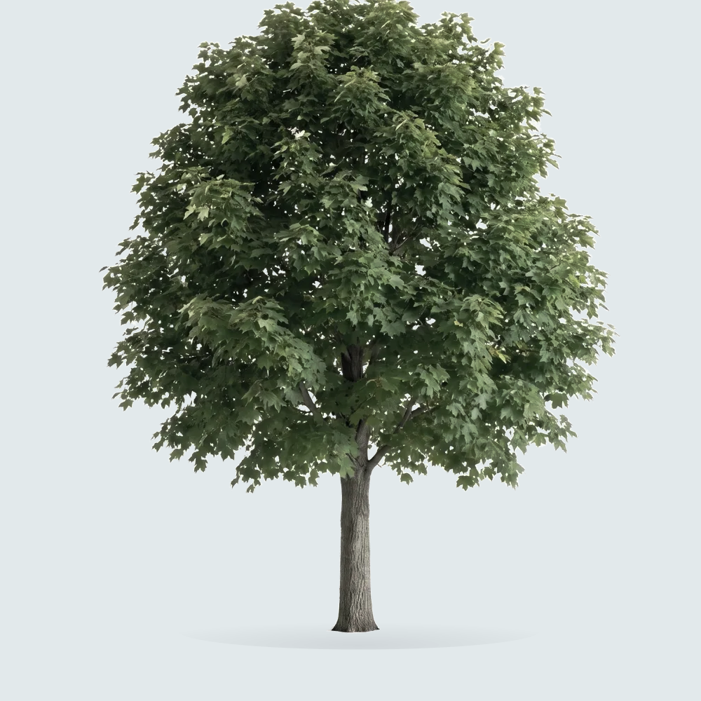 Tree #00238