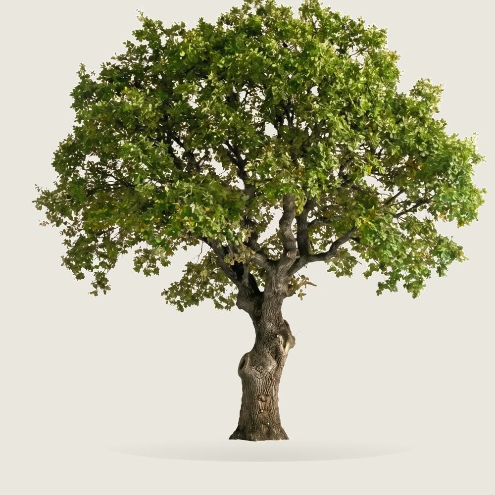 Tree #00239
