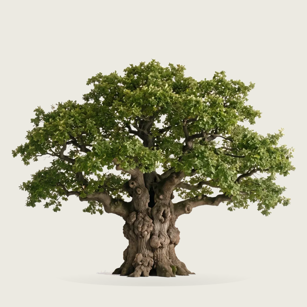 Tree #00025 — Oak