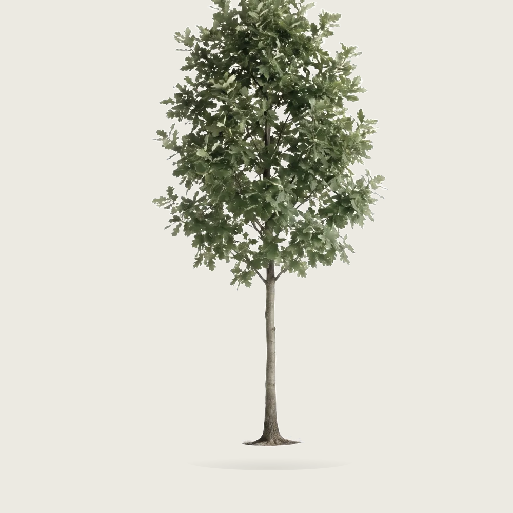 Tree #00241