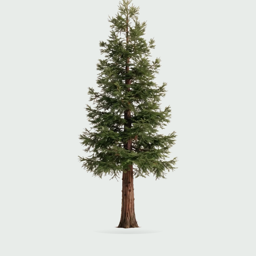 Tree #00243