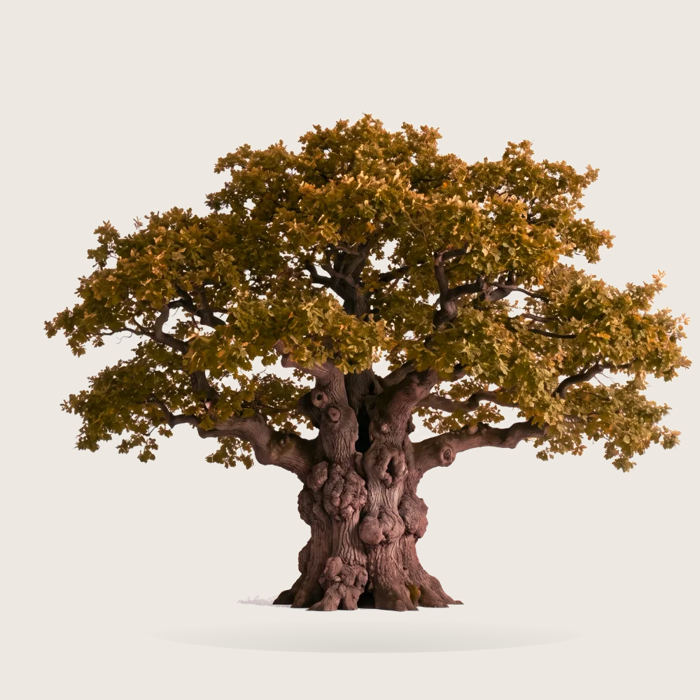 Tree #00247