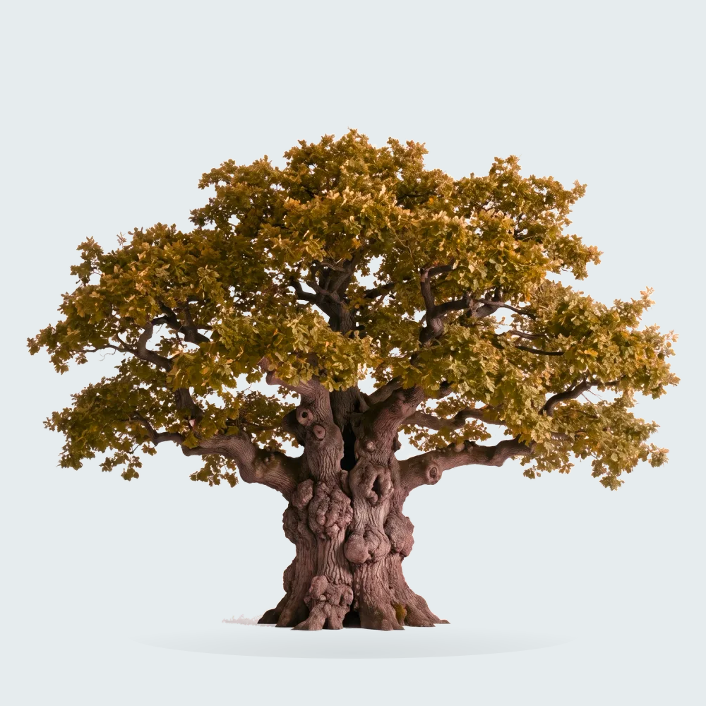 Tree #00249