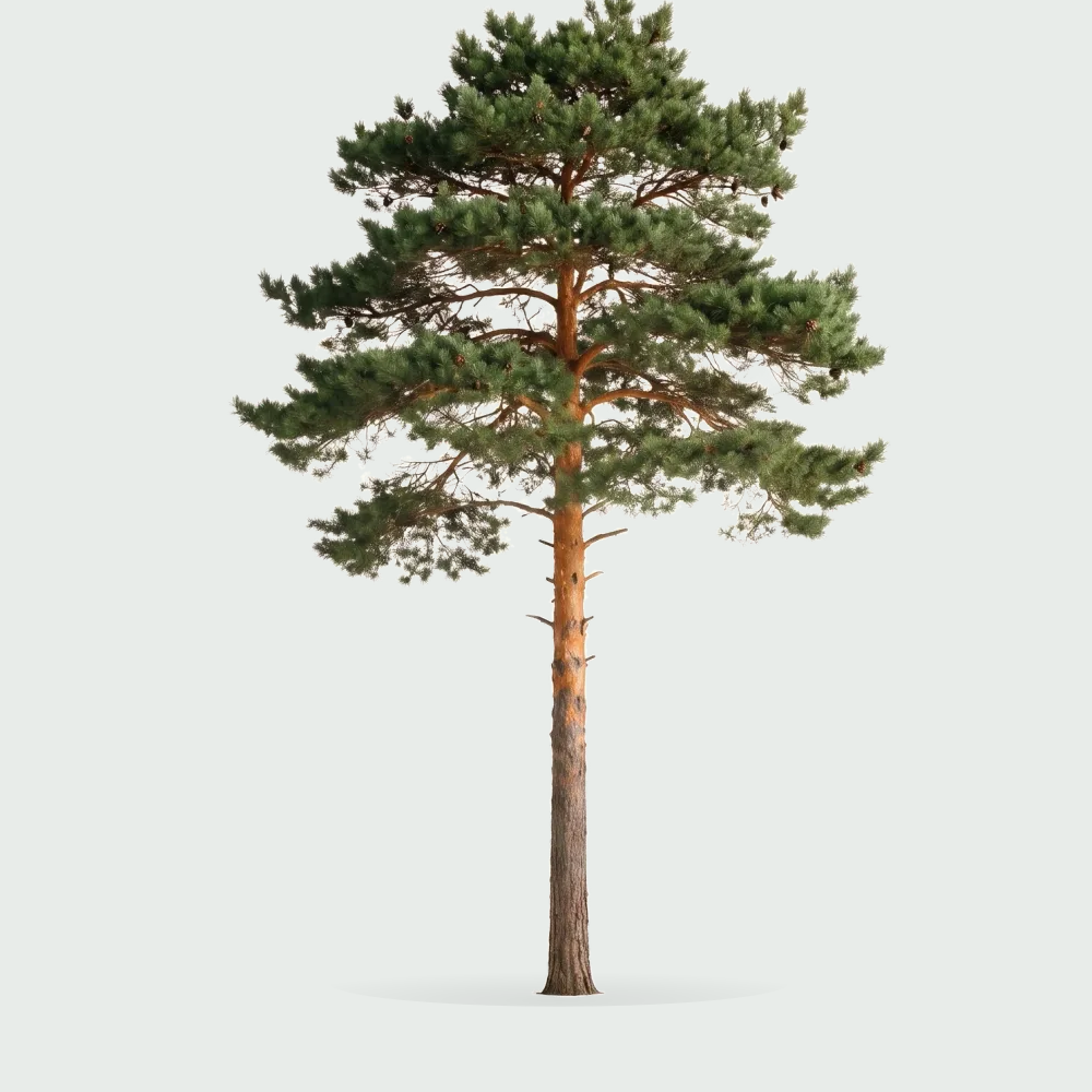 Tree #00250