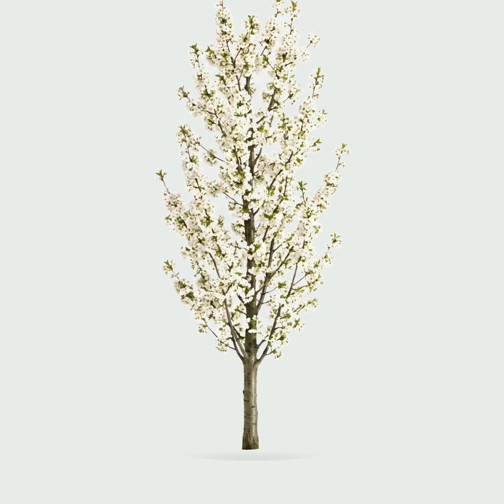 Tree #00026 — Sakura