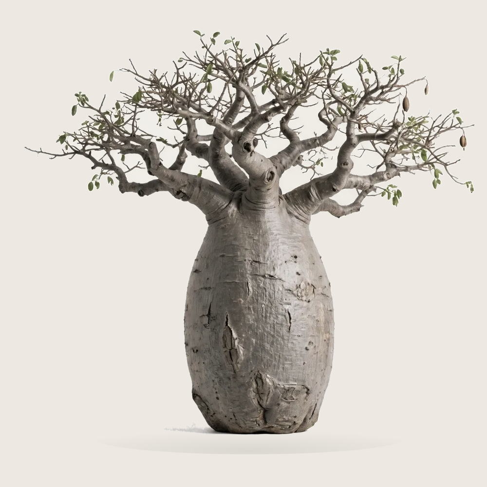 Tree #00251