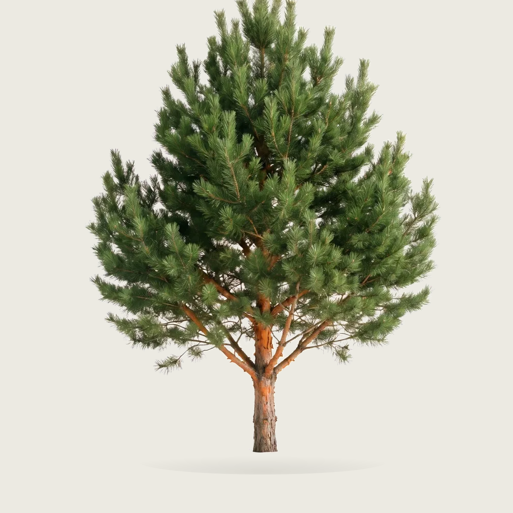 Tree #00253