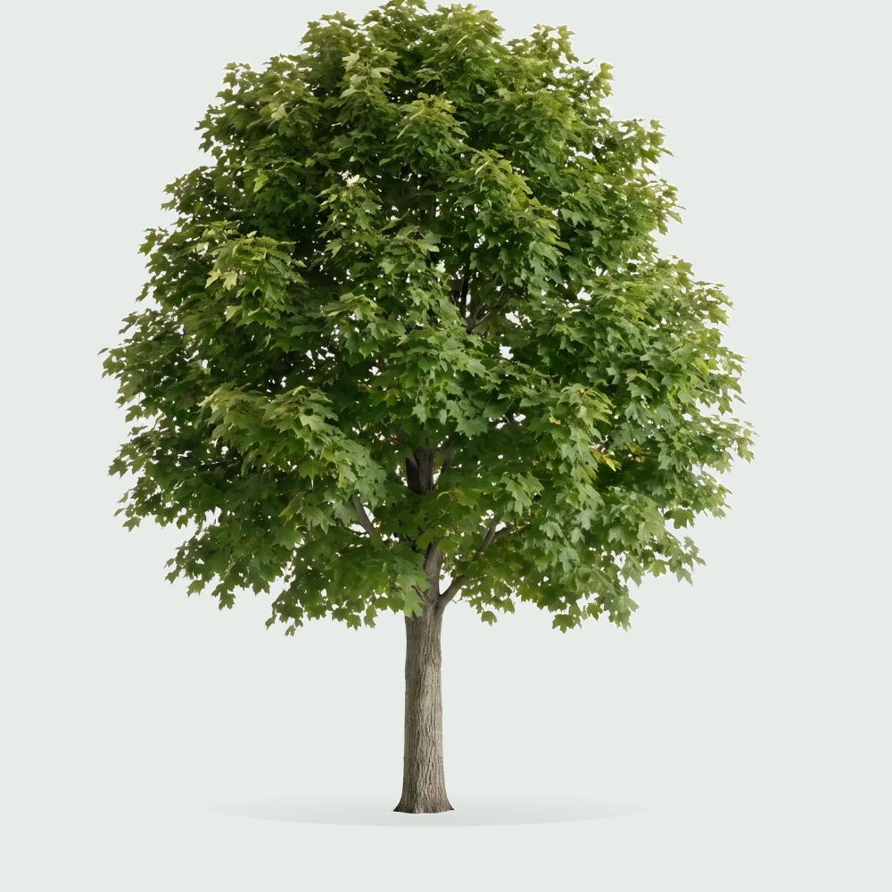 Tree #00254