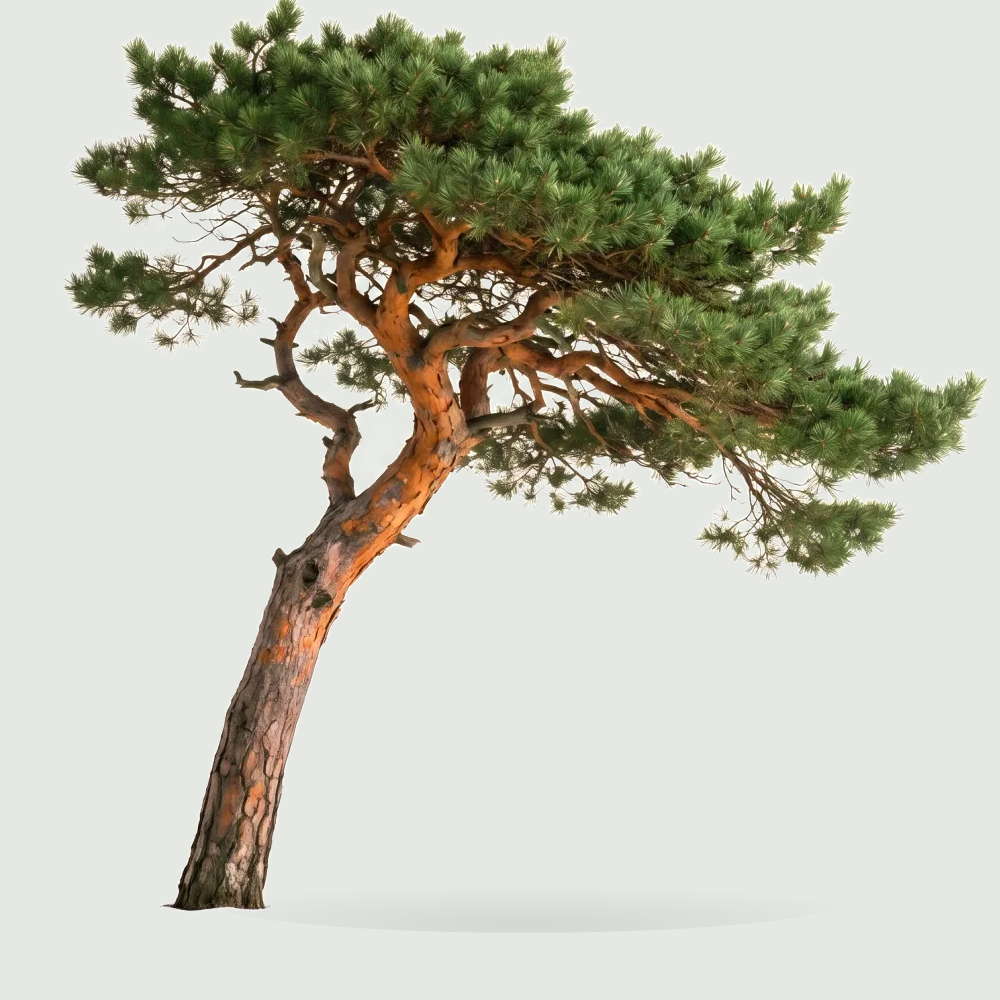 Tree #00257
