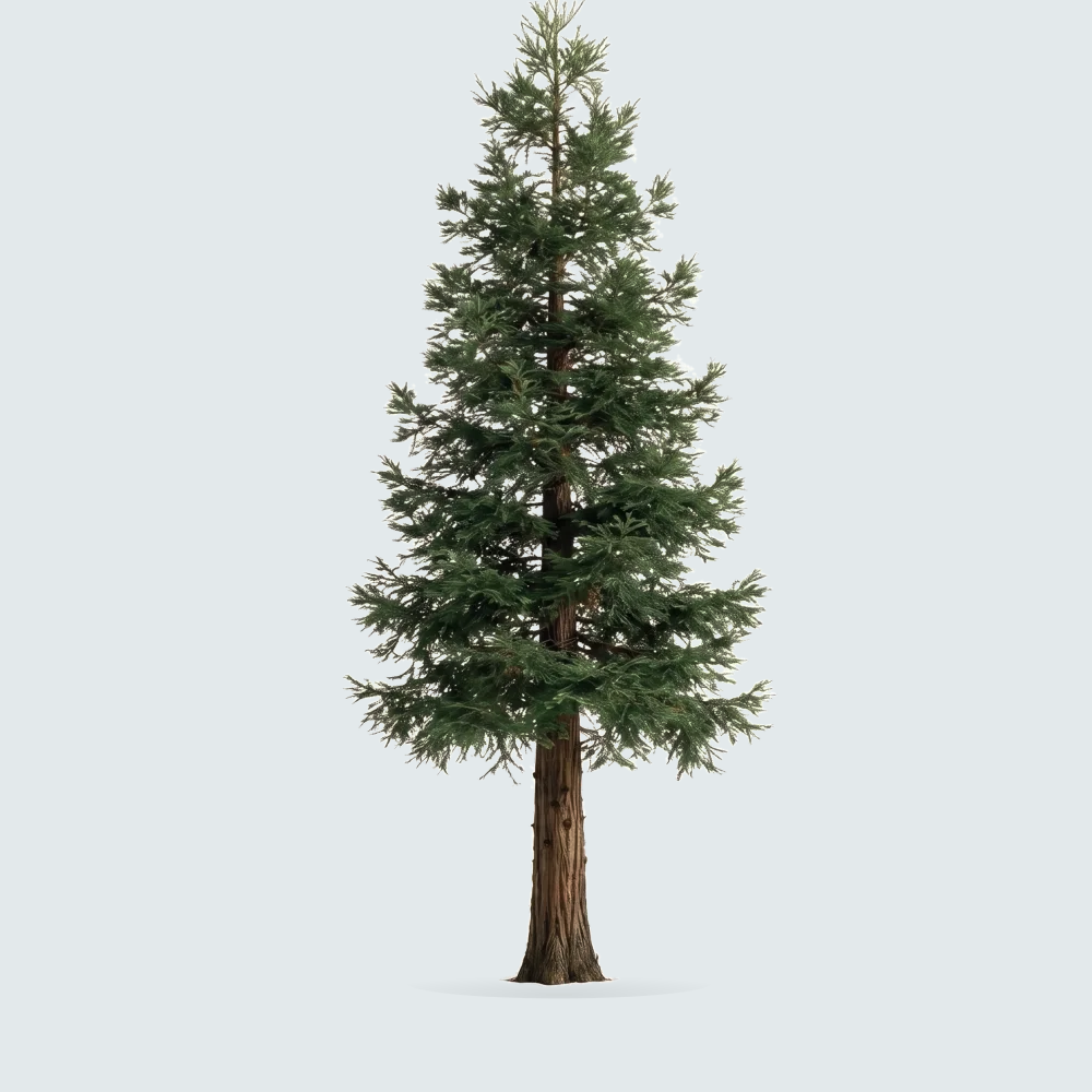 Tree #00259