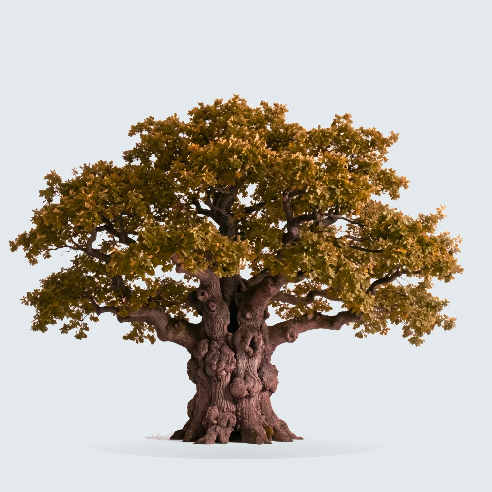 Tree #00027 — Oak