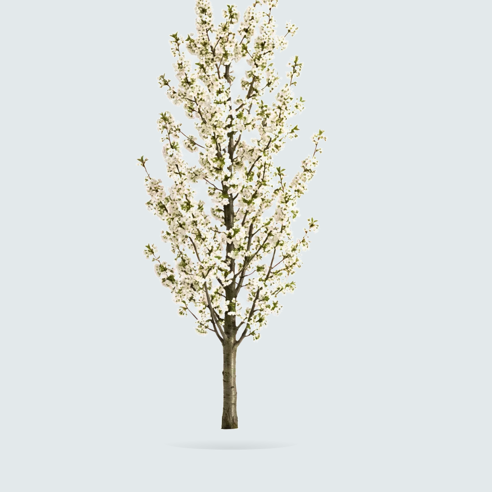 Tree #00262