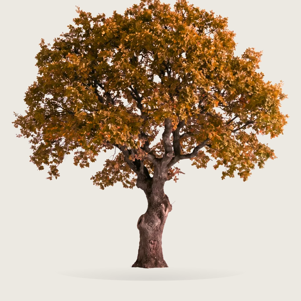 Tree #00263