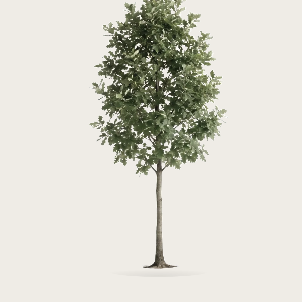 Tree #00264