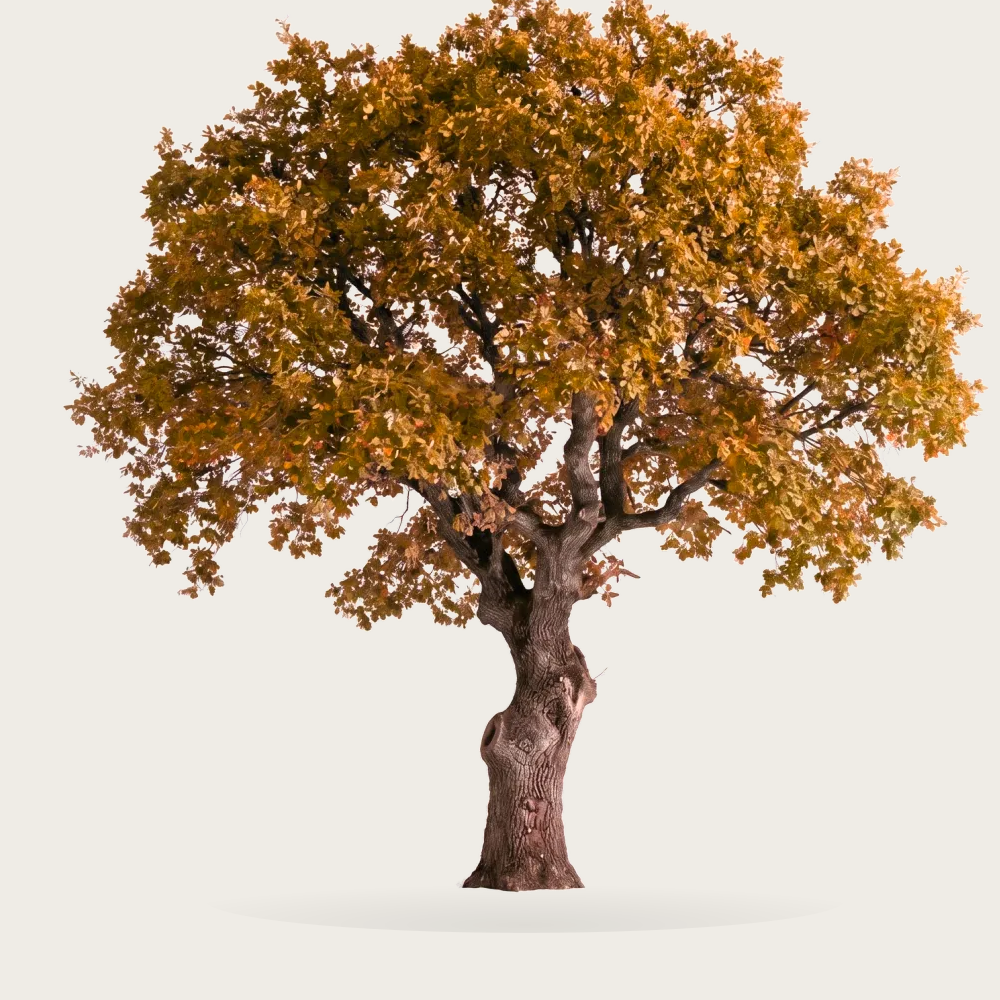 Tree #00266