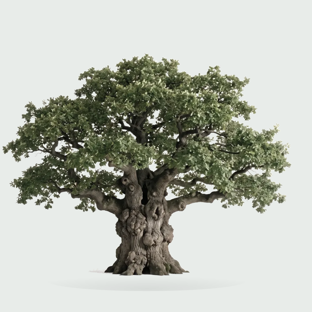 Tree #00269