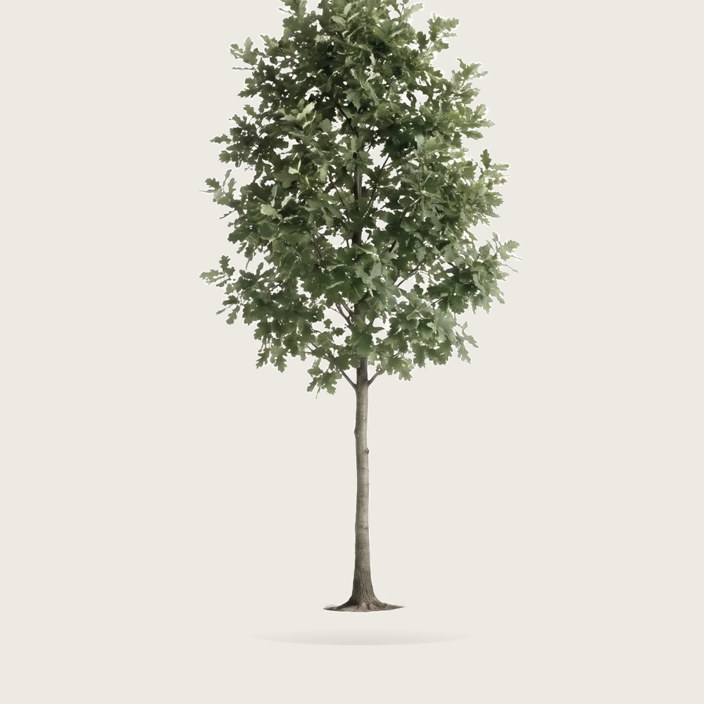 Tree #00028 — Oak