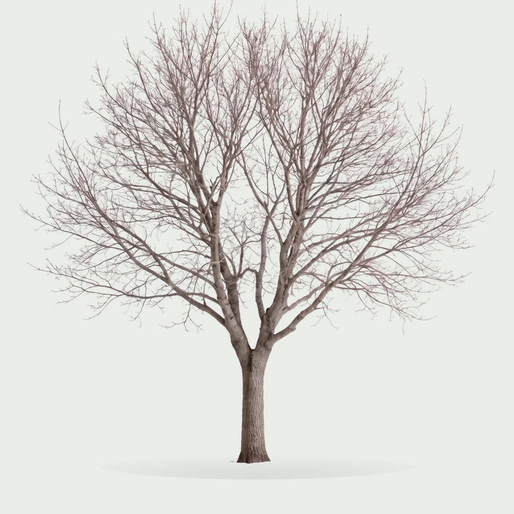 Tree #00276