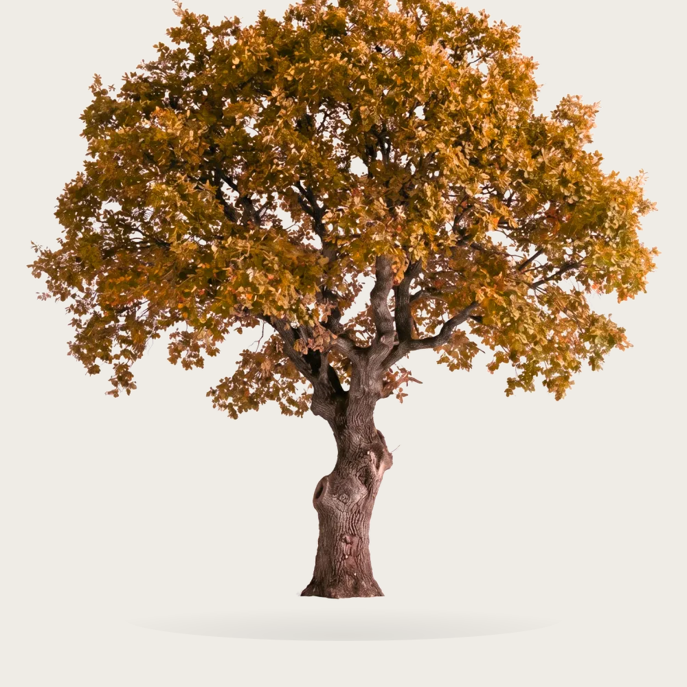 Tree #00277