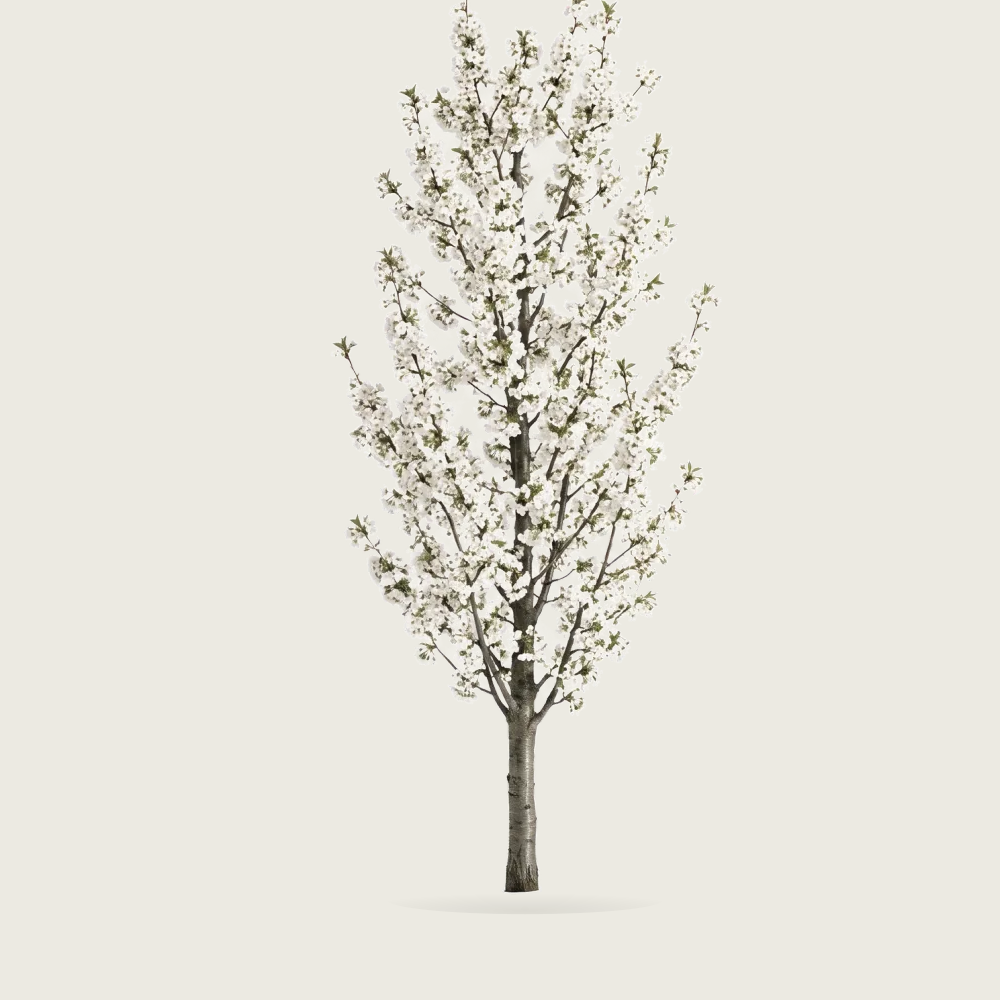 Tree #00278