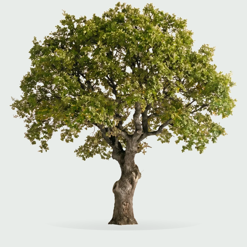 Tree #00029 — Oak