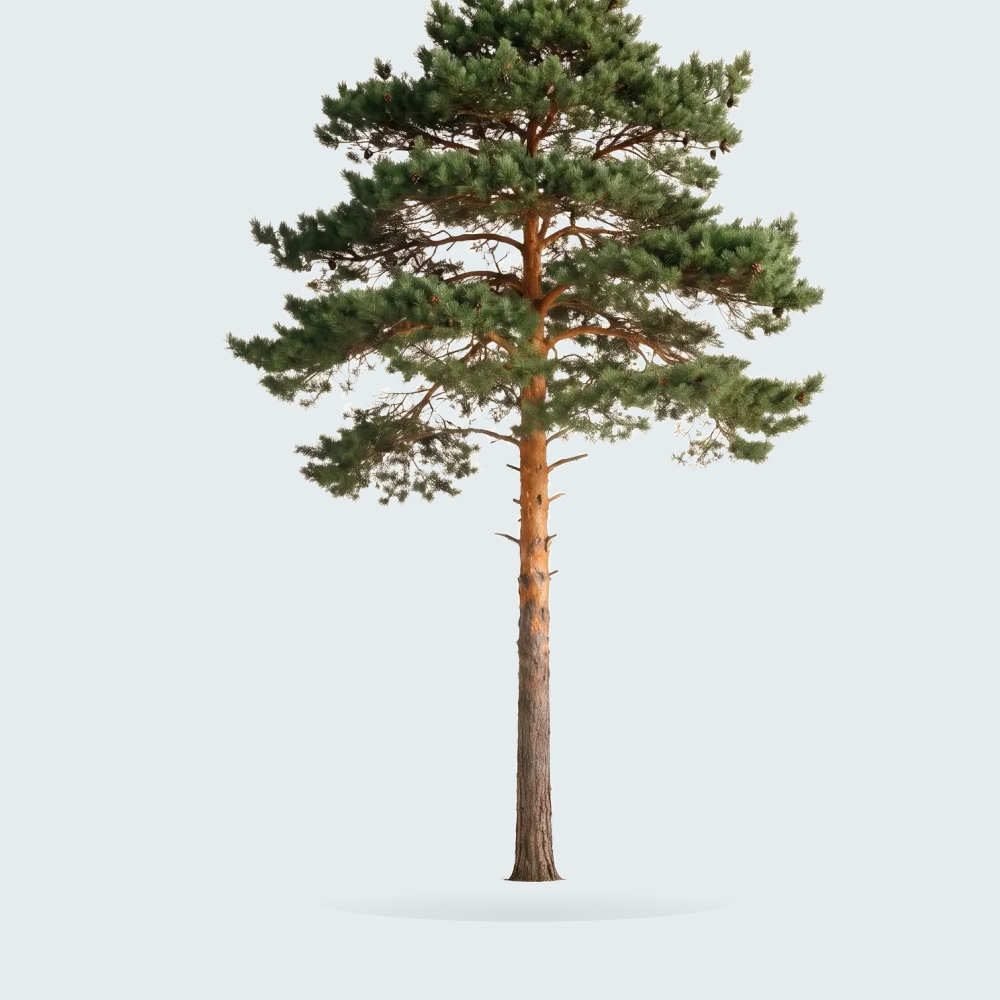 Tree #00281