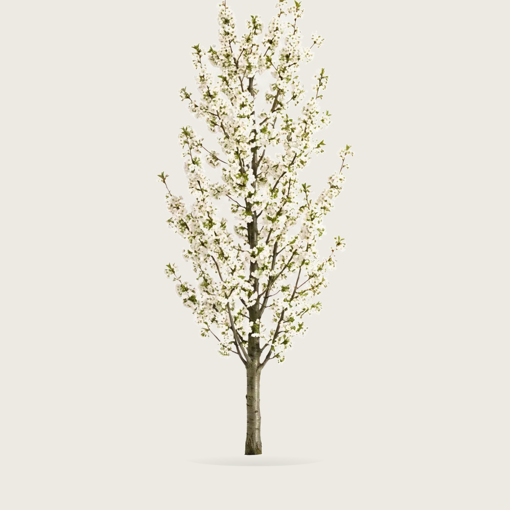 Tree #00284