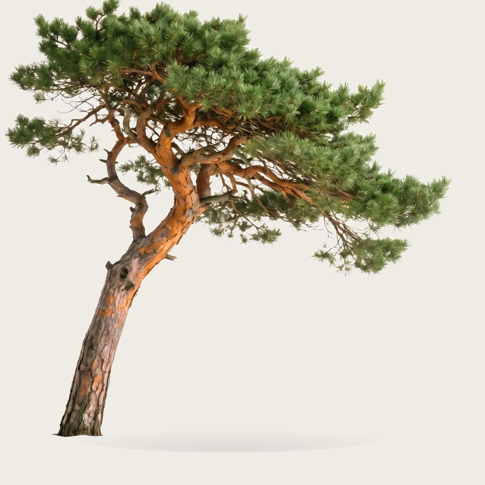 Tree #00287