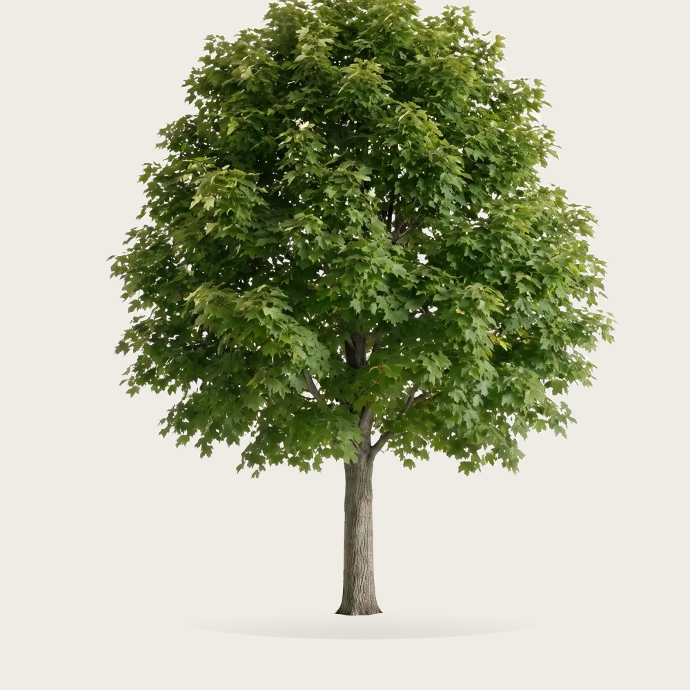 Tree #00289