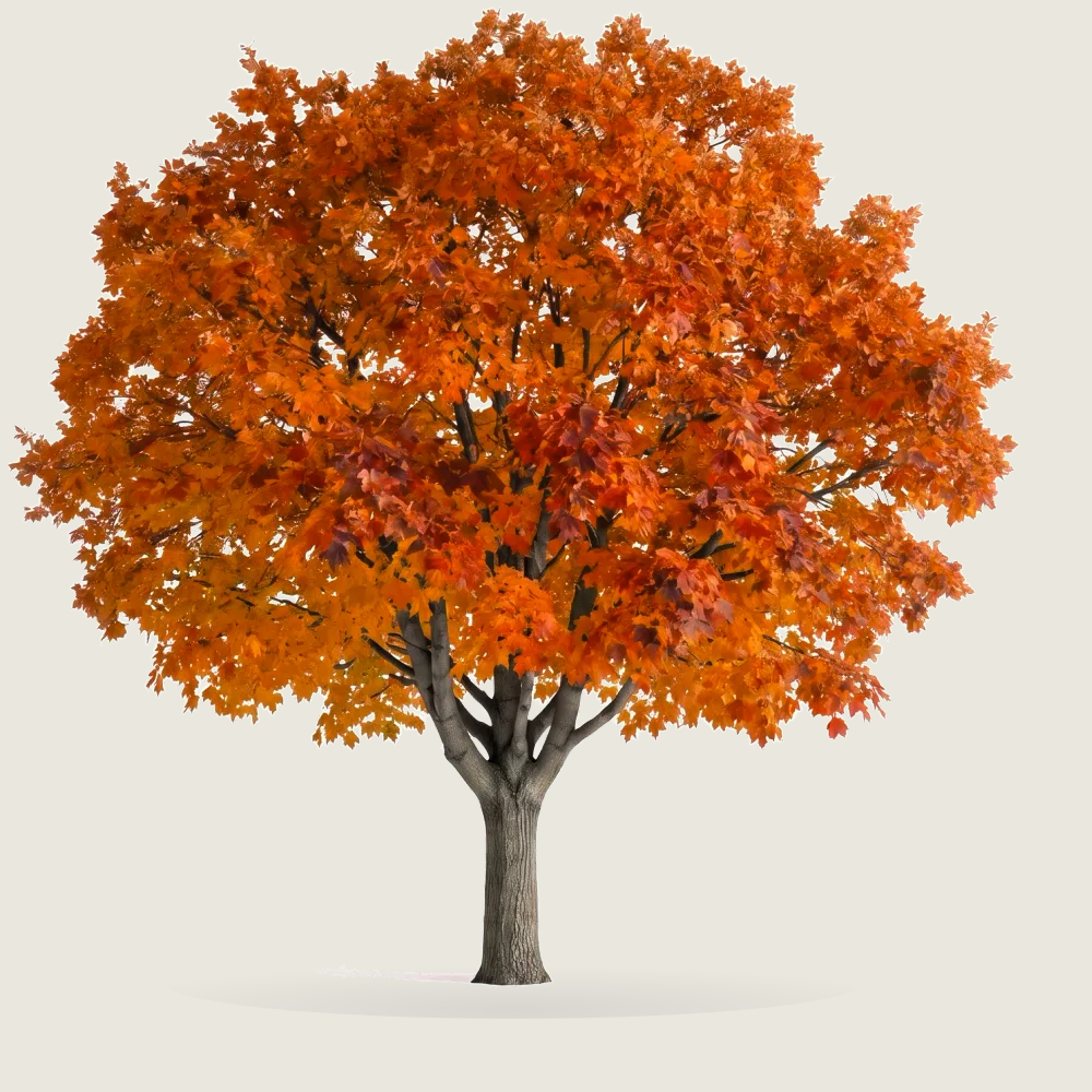Tree #00293