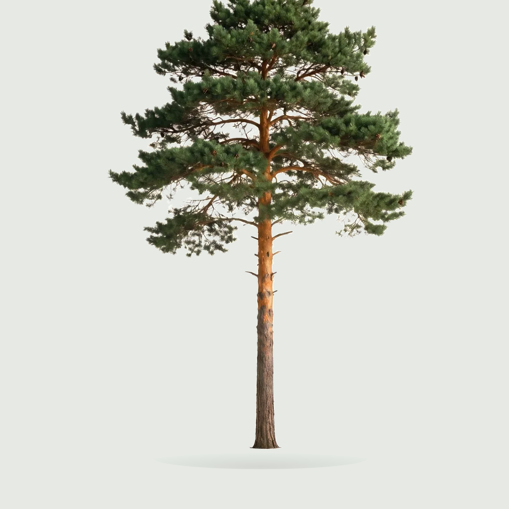 Tree #00294