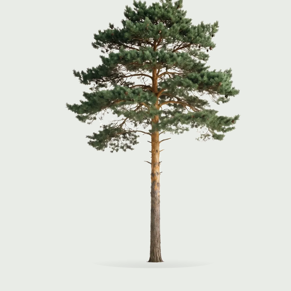 Tree #00295