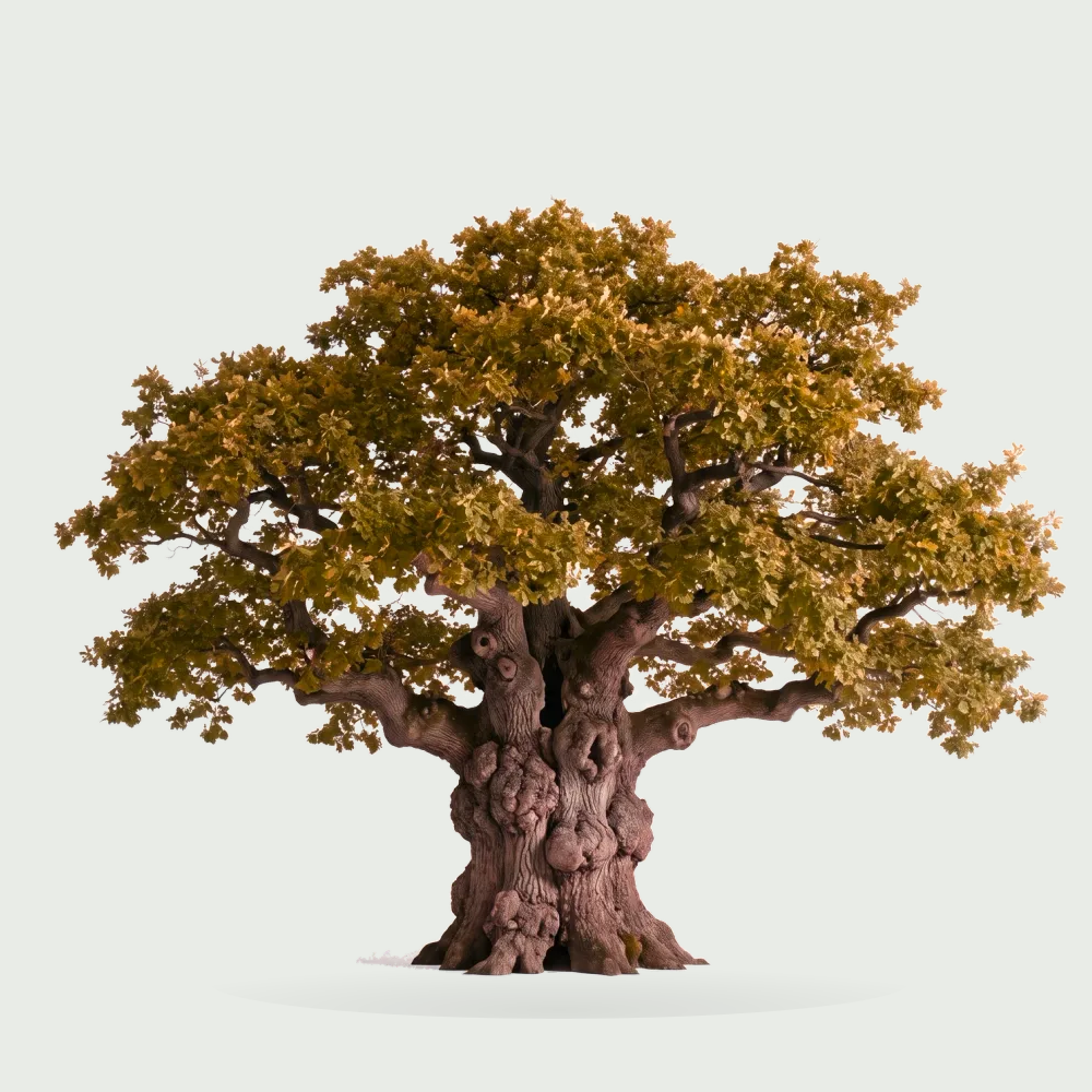 Tree #00296