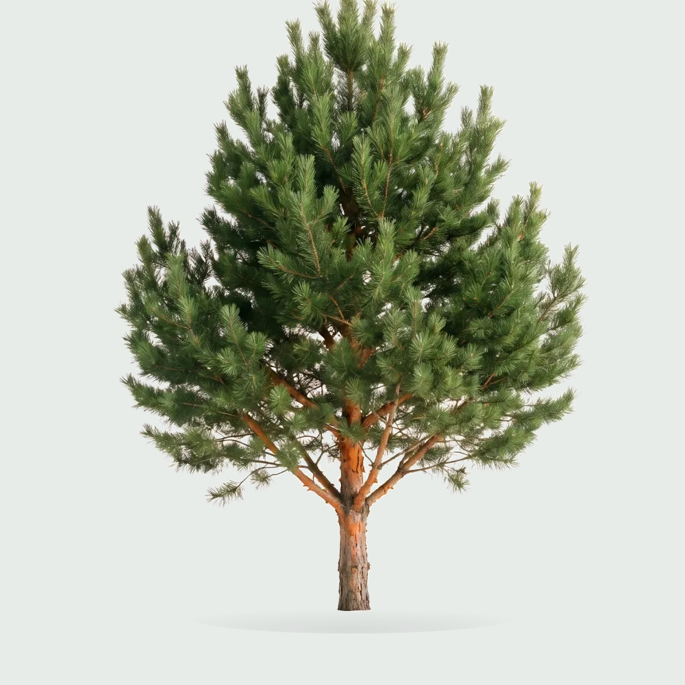 Tree #00299