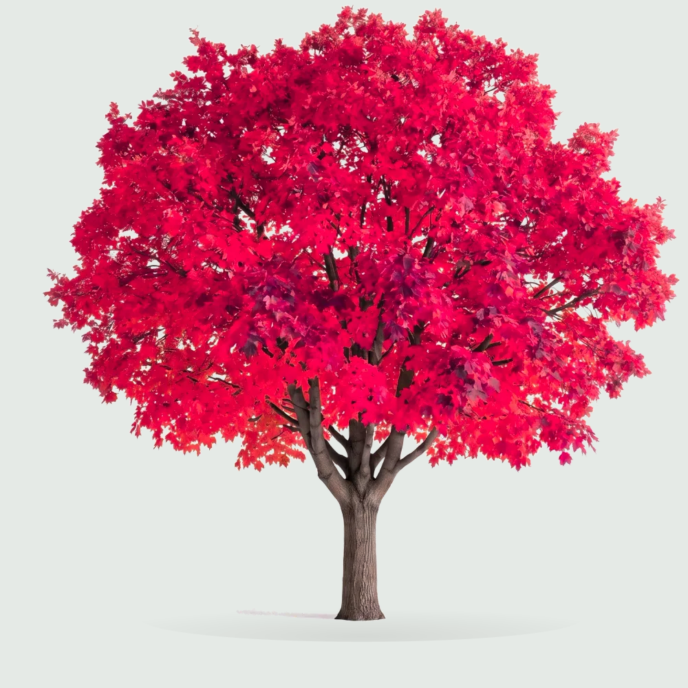 Tree #00004 — Maple