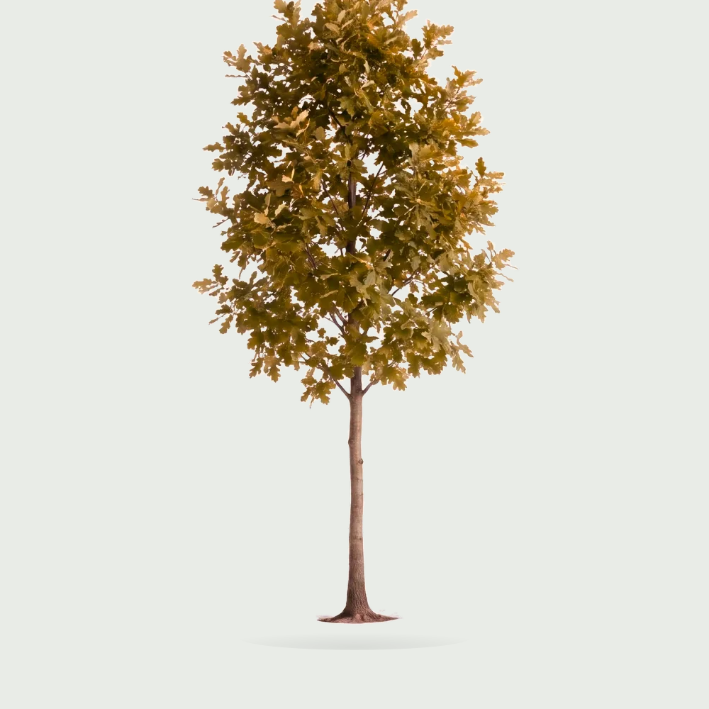 Tree #00031 — Oak