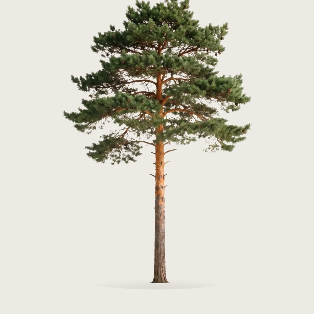Tree #00301
