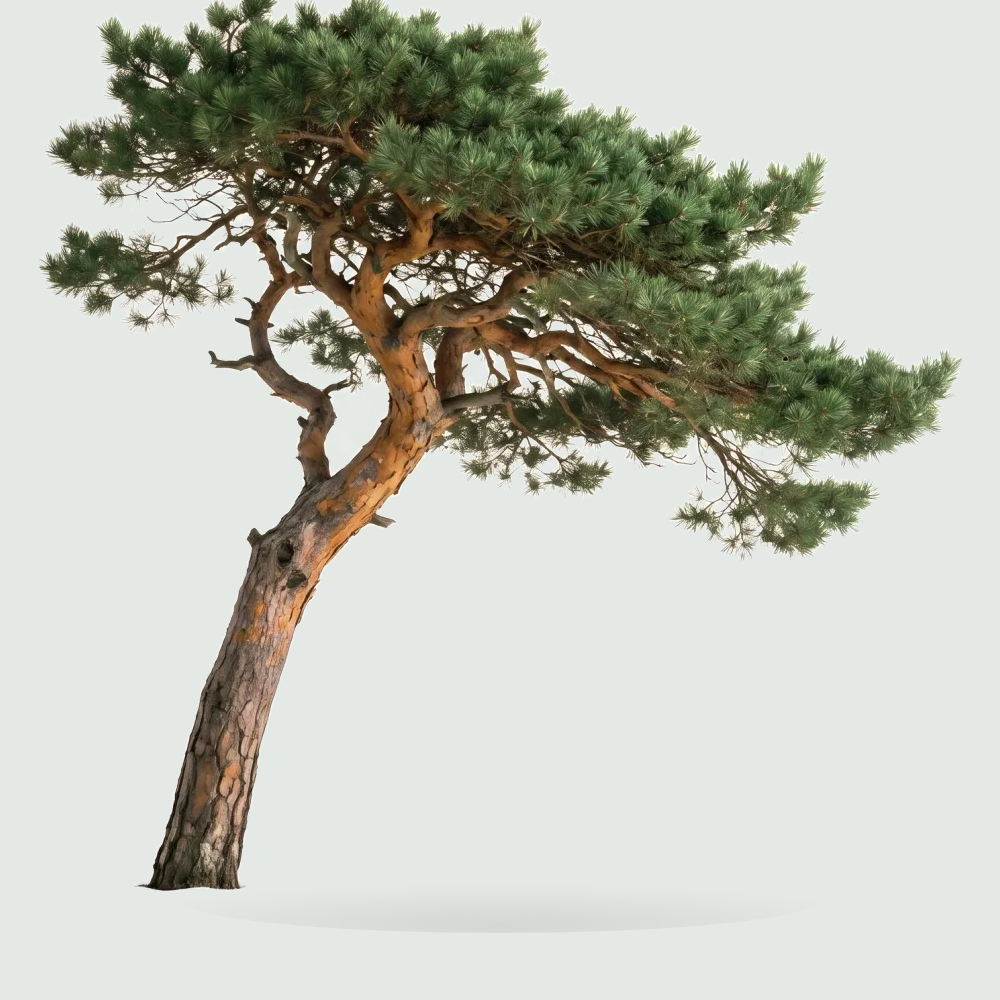Tree #00302
