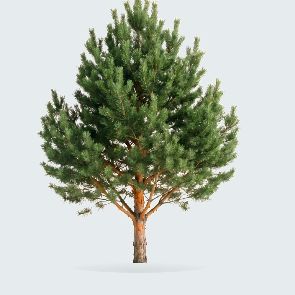 Tree #00304