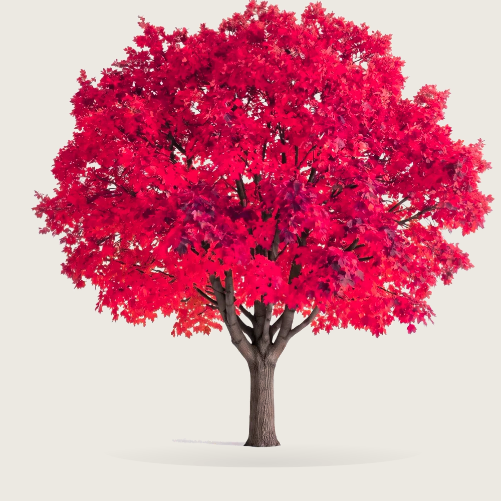 Tree #00307